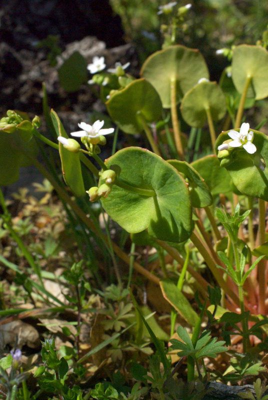 Claytonia perfoliata