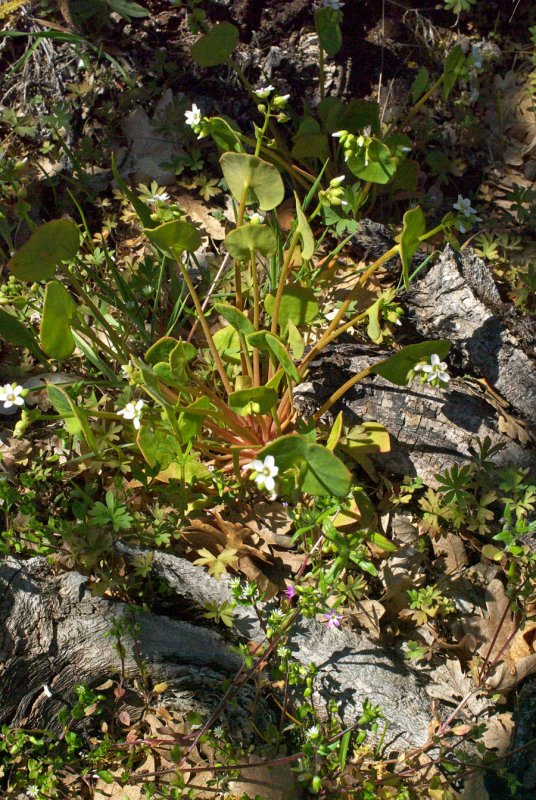 Claytonia perfoliata