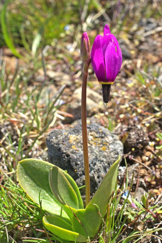 Dodecatheon conjugens