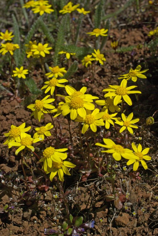 Erophyllum lanatum