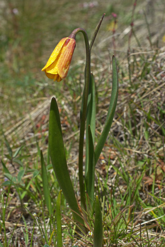 Fritillaria pudica