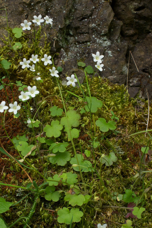 Romanzoffia sitchensis