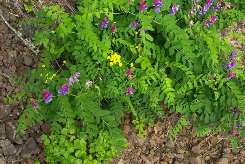 Lathyrus polyphyllus