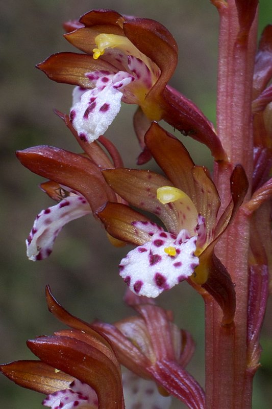 Corallorhiza maculata var. occidentalis