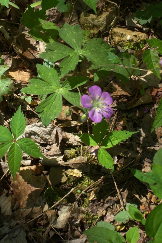 Geranium maculatum