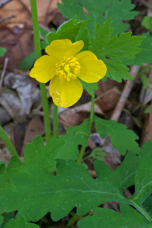 Stylophorum diphyllum