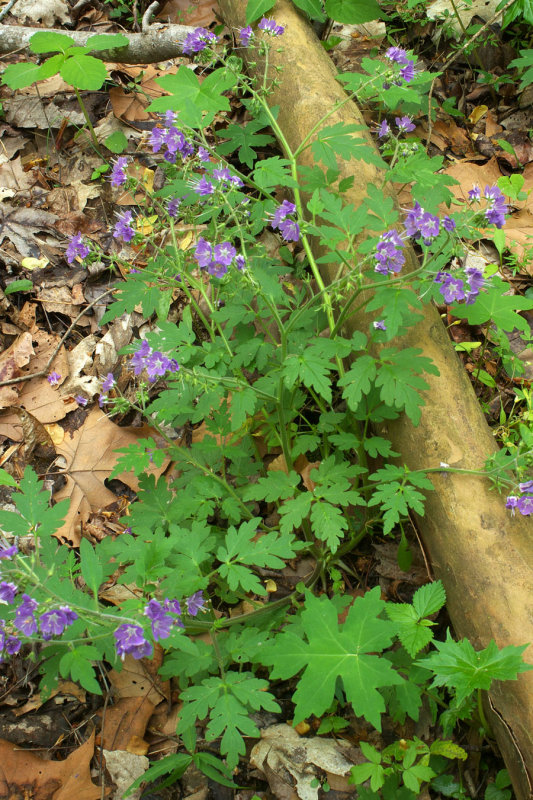 Phacelia bipinnatifida