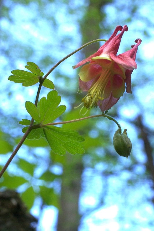 Aquilegia canadensis