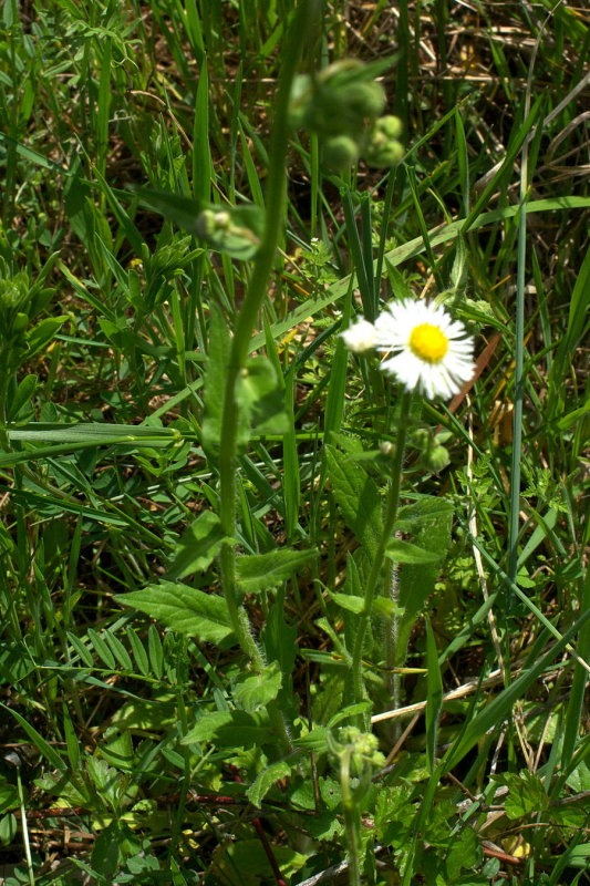 Erigeron annuus