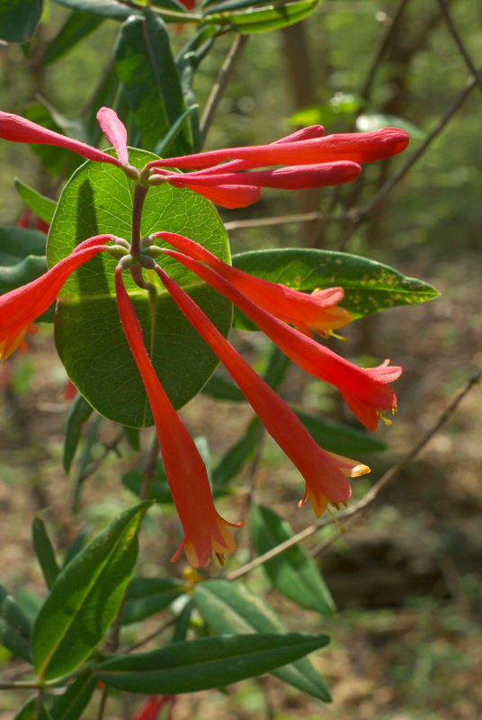 Lonicera sempervirens