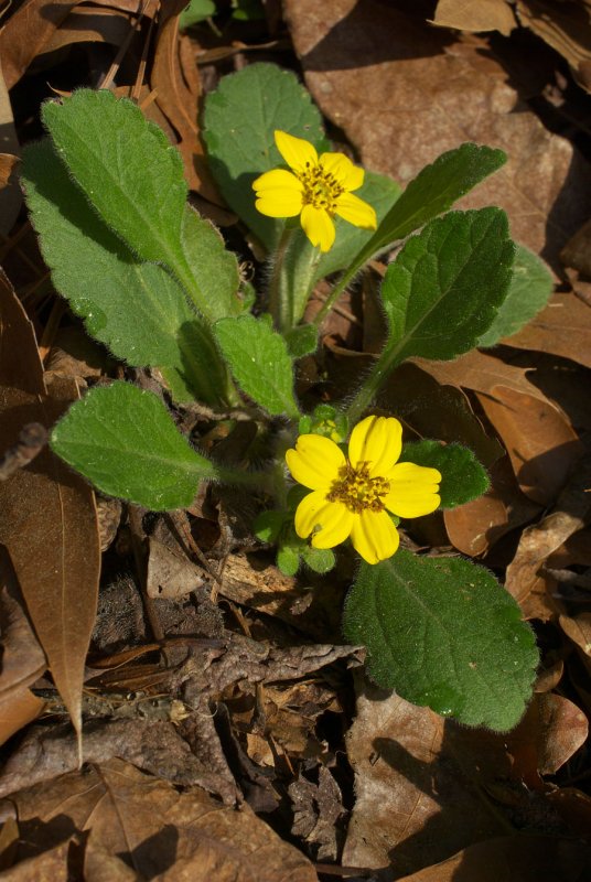 Chrysogonum virginianum