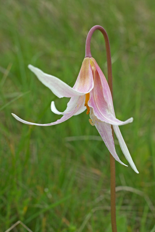 Erythronium oregonum