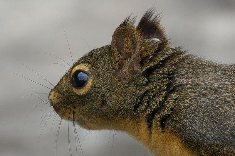 Tamiasciurus douglasii