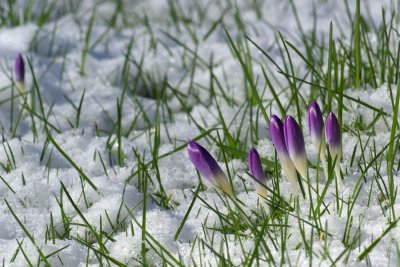 Crocus tommasinianus
