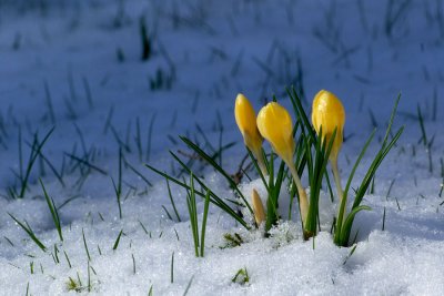 Crocus gargaricus ssp. herbertii