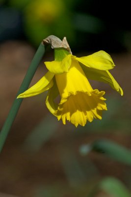 Narcissus Rijnvelds Early Sensation