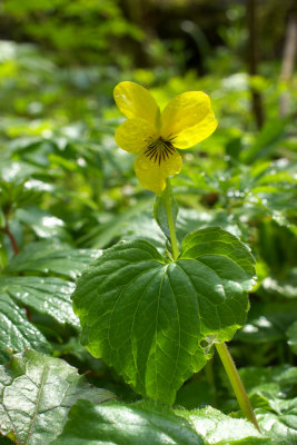 Viola glabella