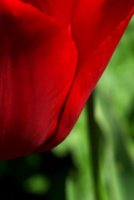 red tulip