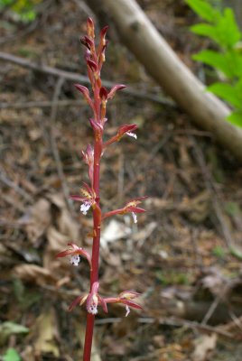 Corallorhiza maculata var. occidentalis