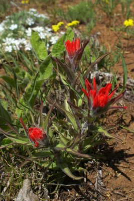 Castilleja hispida var. acuta