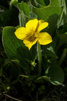 Viola praemorsa ssp. linguifolia