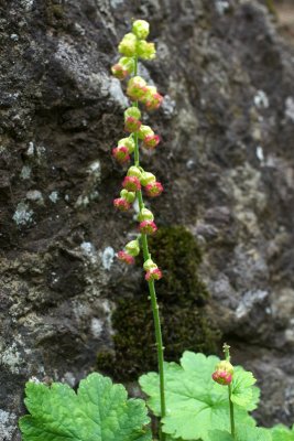 Tellima grandiflora
