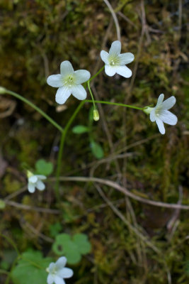 Romanzoffia sitchensis