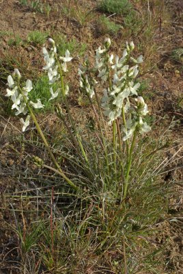 Astragalus reventiformis
