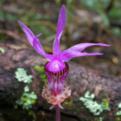 Calypso bulbsoa var. occidentalis