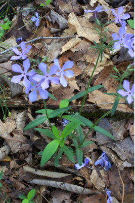 Phlox divaricata
