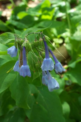 Mertensia virginica