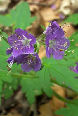 Phacelia bipinnatifida