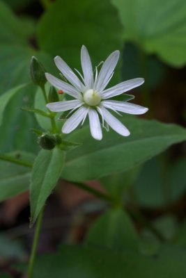 Stellaria pubera