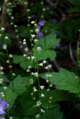 Mitella diphylla