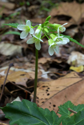 Cardamine diphylla