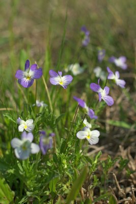 Viola bicolor