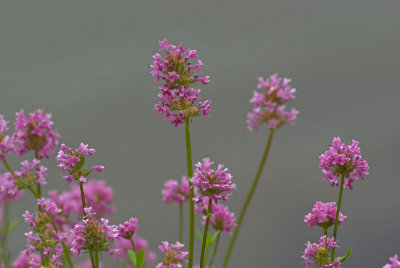 Plectritis congesta