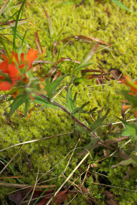 Castilleja hispida var. hispida