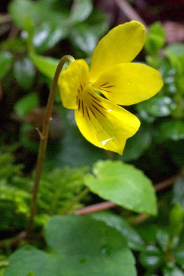 Viola sempervirens