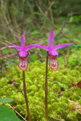 Calypso bulbsoa