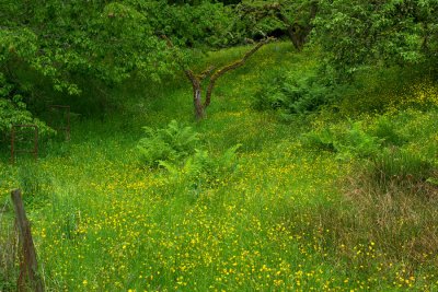 Buttercups and orchard