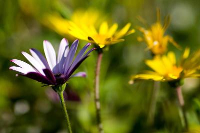 Flowers-HB-Park-4-23-06-01.jpg