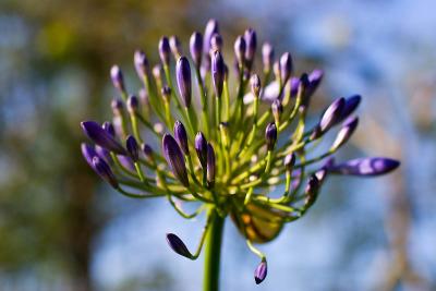 Flowers-HB-Park-4-23-06-04.jpg