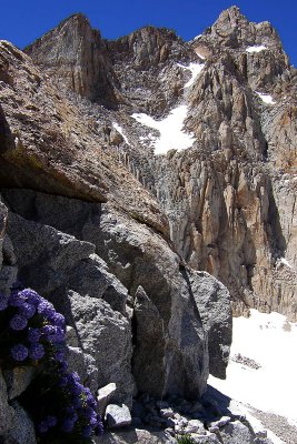 Purple-Trailside-Flowers-Jo.jpg