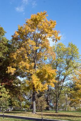 Fall 2005