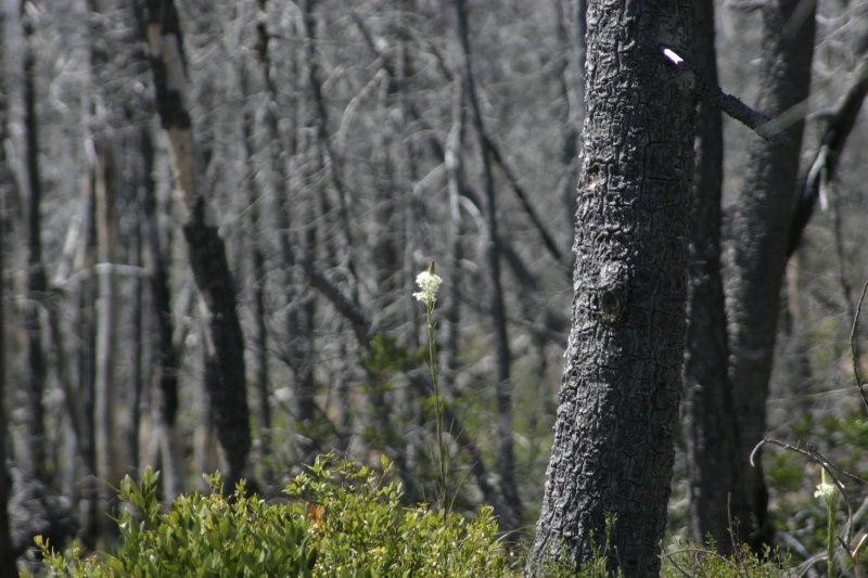 McGrew Trail