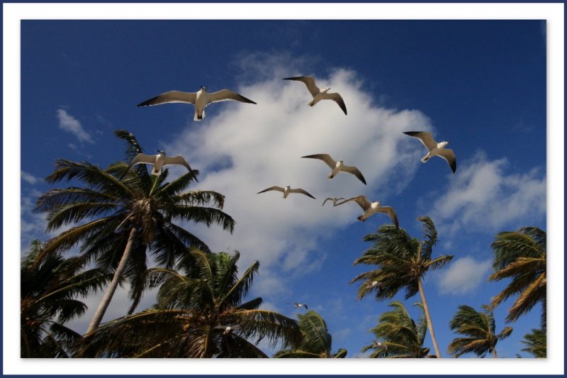 Les belles mouettes