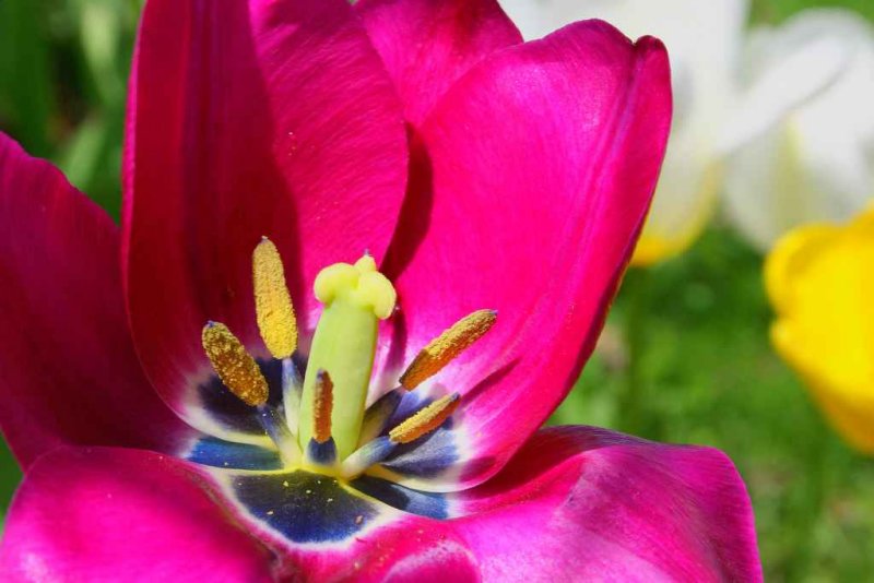  DCOUVRE LA FLEUR QUI EST DANS TON COEUR...