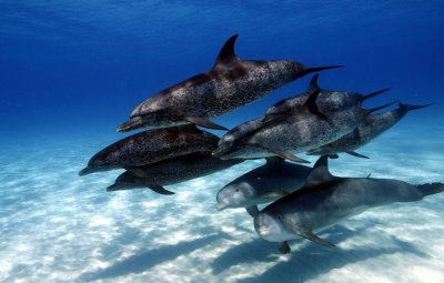  Sauvons les dauphins les plus tristes au monde
