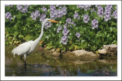  Une si belle grande aigrette dans un jardin de fleur...Quoi demander de mieux